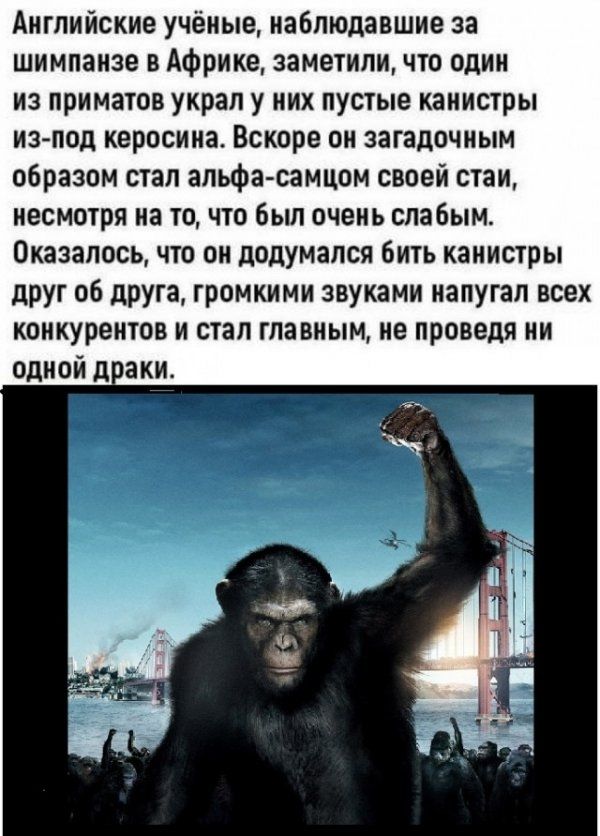 Английские учёные наблюдавшие за шимпанзе в Африке заметили что один из приматов украл у них пустые канистры из под керосина Вскоре он загадочным образом стал альфасамцом своей стаи несмотря на то что был очень слабым Оказалось что он додумался бить канистры друг 06 друга громкими звуками напугал всех конкурентов и стал главным не проведя ни одной д аки