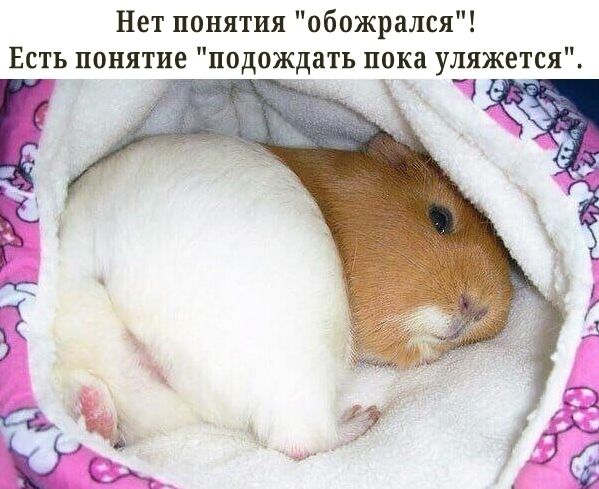 Нет понятия обожрался Есть понятие подождать пока уляжется