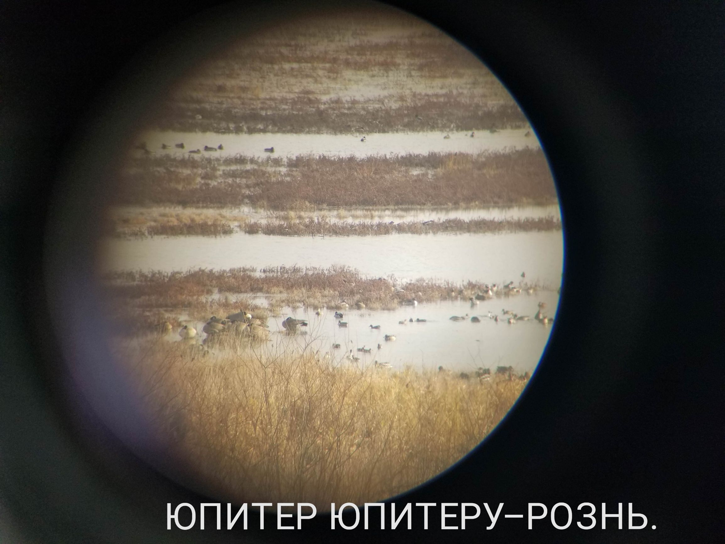 ЮПИТЕР ЮПИТЕРУ РОЗНЬ