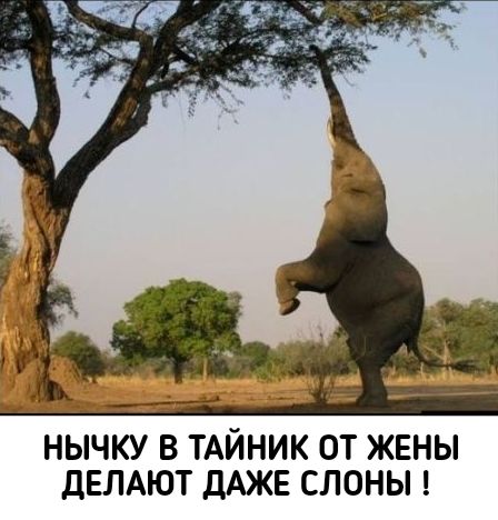 ___ы ль НЫЧКУ В ТАЙНИК ОТ ЖЕНЫ дЕЛАЮТ ДАЖЕ СЛОНЫ