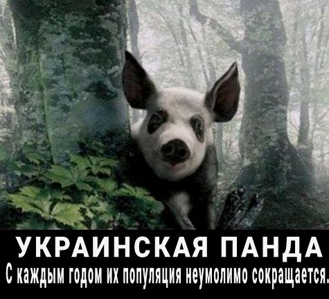 УКРАИНСКАЯ ПАНдА с каждым годом мх популяция неумолимо сокращается