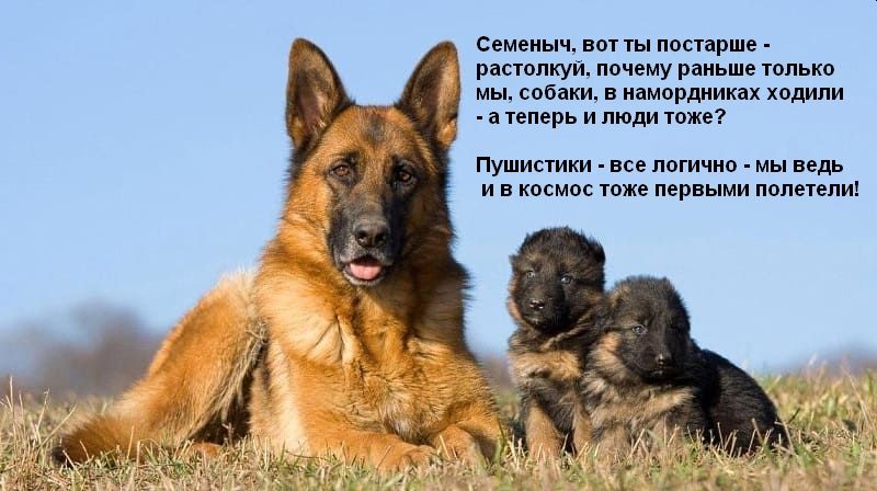 Семеныч вот ты постарше растопкуй почему раньше только мы собаки в намордниках ходили а теперь и люди тоже Пушистики все логично мы ведь и в космос тоже первыми полетели