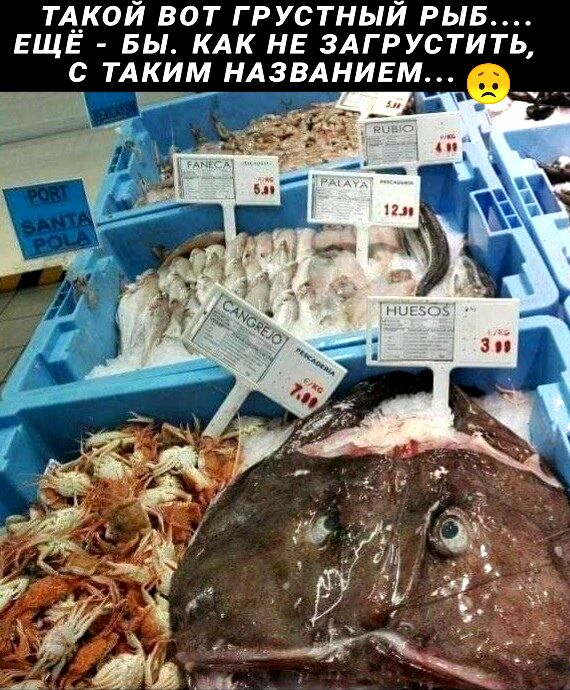 ТА__К0Й вот грустный РЫБ ЕЩЕ вы КАК не ЗАГРУСТИТЬ с ТАКИМ НАЗВАНИЕМ