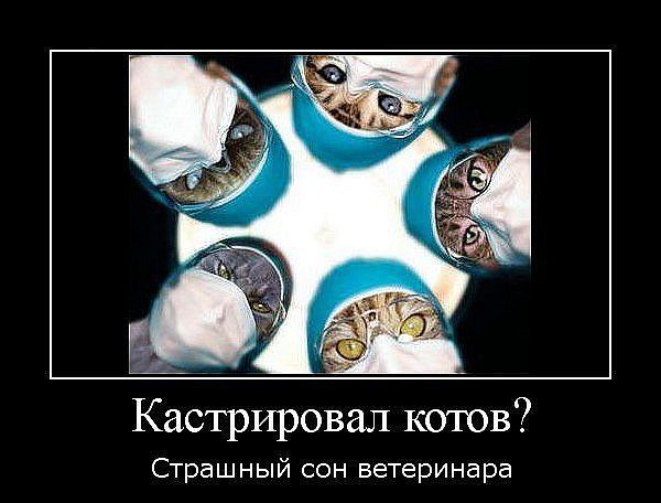 Кастрировал котов Страшный сон ветеринара