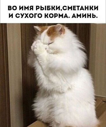 ВО ИМЯ РЫБКИ СМЕТАНКИ И СУХОГО КОРМ МИ