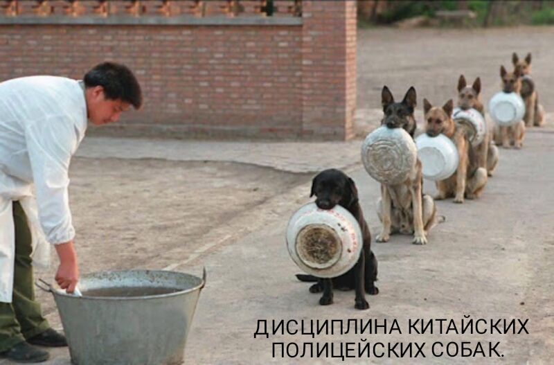 ДИСЦИПЛИНАКИТАЙСКИХ ПОЛИЦЕИСКИХСОБАК