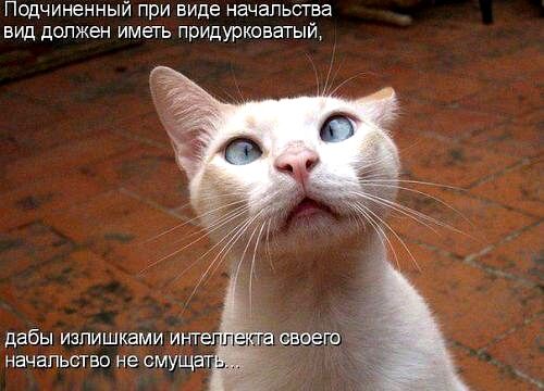Подчиненный при виде начальства вид должен иметь придуркшаагый дабы изпишками И ГГ начальство не смущаг