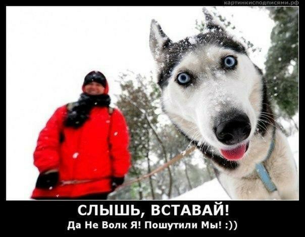 слышь да Не Волк Я Пошутипи Мы
