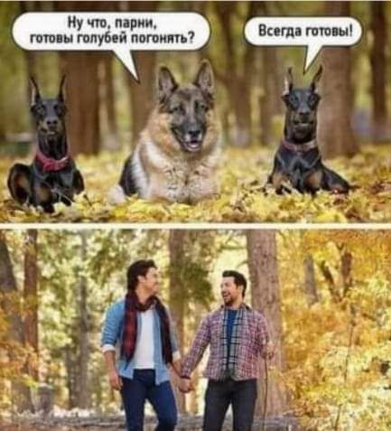 ну В гот ы голубей пати