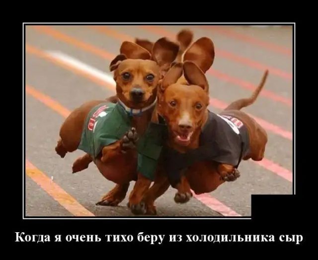 Когда я очень тихо беру из холодильника сыр
