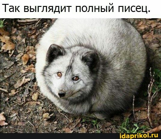 Так выглядит полный писец