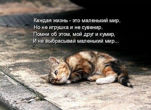Каждая жизнь это маленький мир На не игрушка и не сувачир Помни об этом мой друг и кумир Мне выбрасывал маленький мир