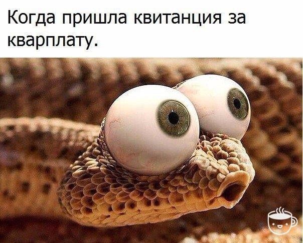 Когда пришла квитанция за кварплату