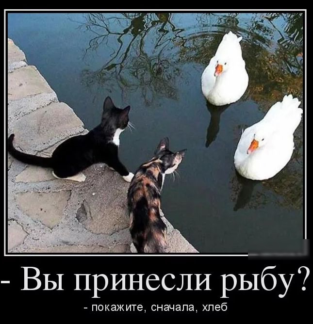Вы принёсли рыбу покажите сначала хлеб