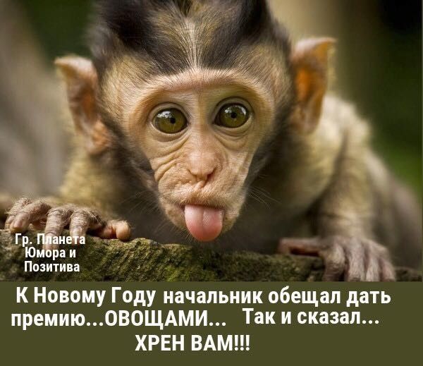 Позитива К Новому Году начальник обещал дать премиюОВОЩАми Так и сказал ХРЕН ВАМ