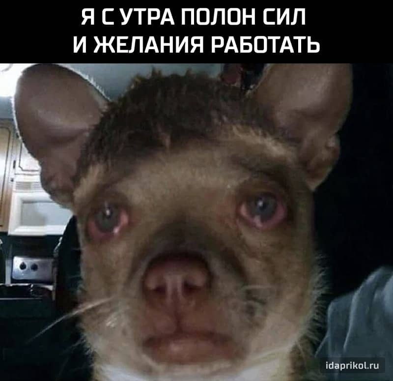 Я С УТРА ПОЛОН СИЛ И ЖЕЛАНИЯ РАБОТАТЬ іпаргіКпіти