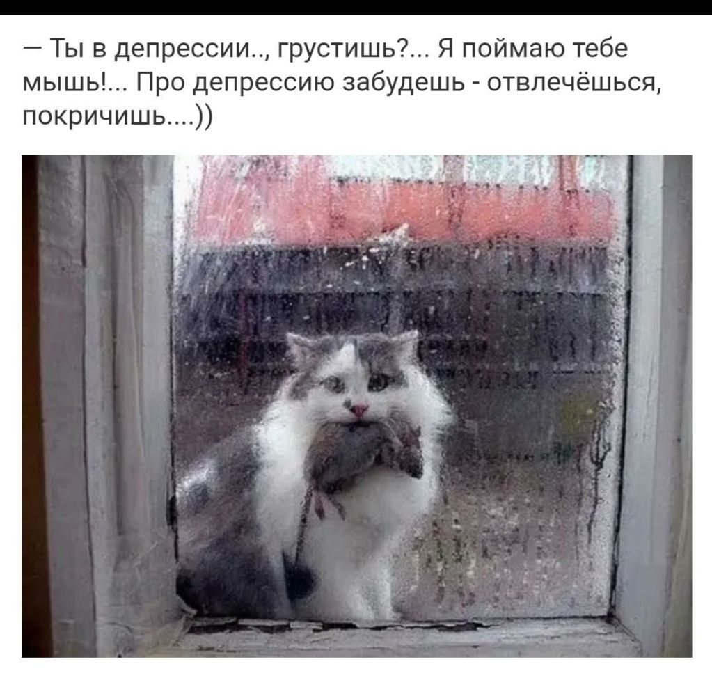 Ты в депрессии грустишь Я поймаю тебе мышь Про депрессию забудешь отвлечёшься покричишь