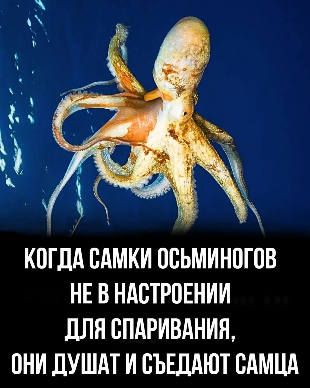 КОГДА САМКИ ОСЬМИНОГОВ НЕ В НАСТРОЕНИИ ДЛЯ СПАРИВАНИЯ, ОНИ ДУШАТ И СЪЕДАЮТ САМАЦА