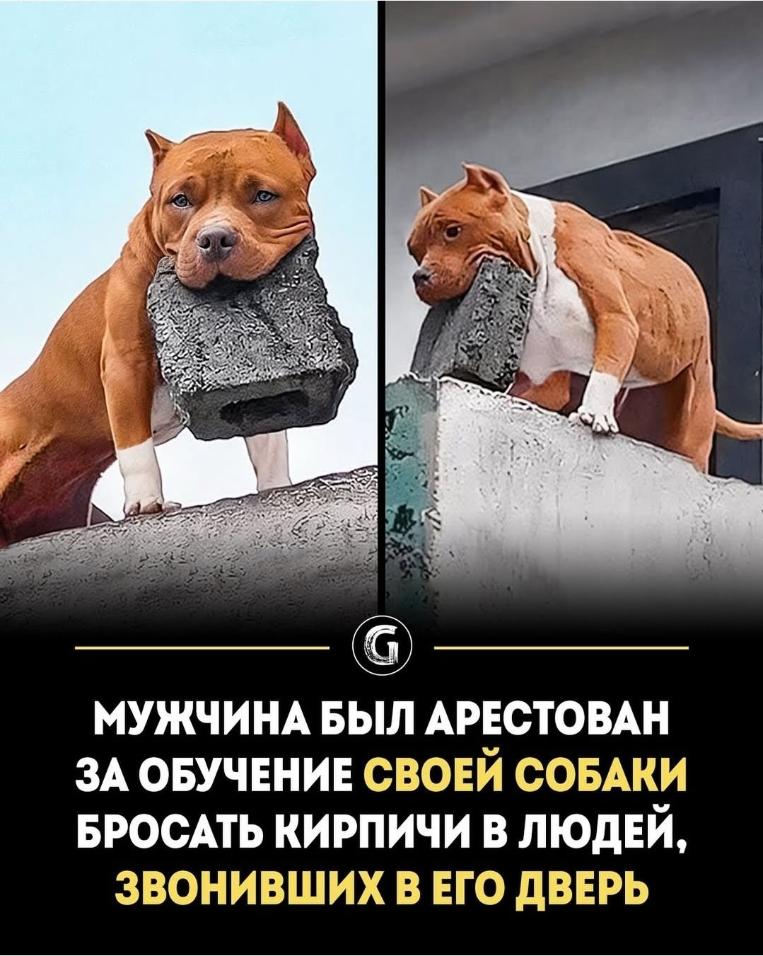 МУЖЧИНА БЫЛ АРЕСТОВАН ЗА ОБУЧЕНИЕ СВОЕЙ СОБАКИ БРОСАТЬ КИРПИЧИ В ЛЮДЕЙ, ЗВОНИВШИХ В ЕГО ДВЕРЬ