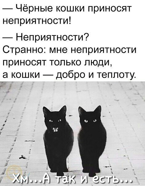 Чёрные кошки приносят неприятности Неприятности Странно мне неприятности приносят только люди а кошки добро и теплоту