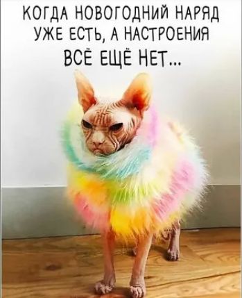 КОГДА НОВОГОДНИЙ НАРЯД УЖЕ ЕСТЬ А НАСТРОЕНИЯ ВСЕ ЕЩЁ НЕТ