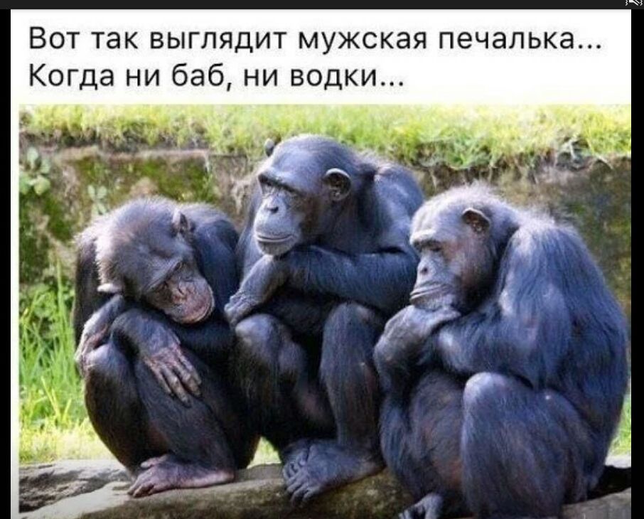 Вот так выглядит мужская печалька Когда ни баб ни водки