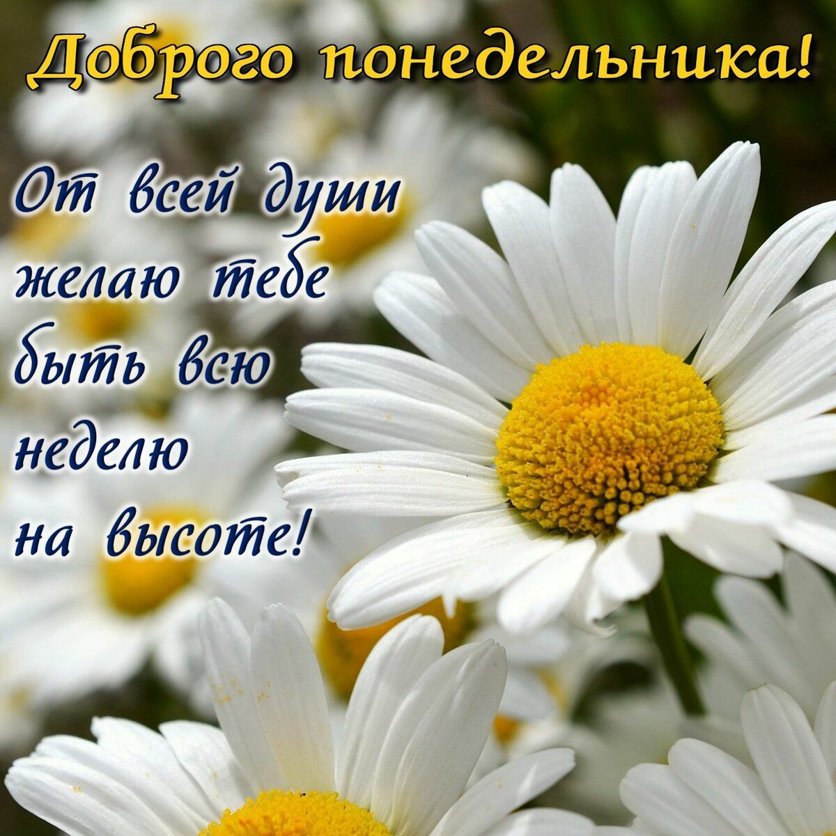 эе понедельника дт без души желаю текУе ігЁьвсдю 4 неделю Ь на высоте 3