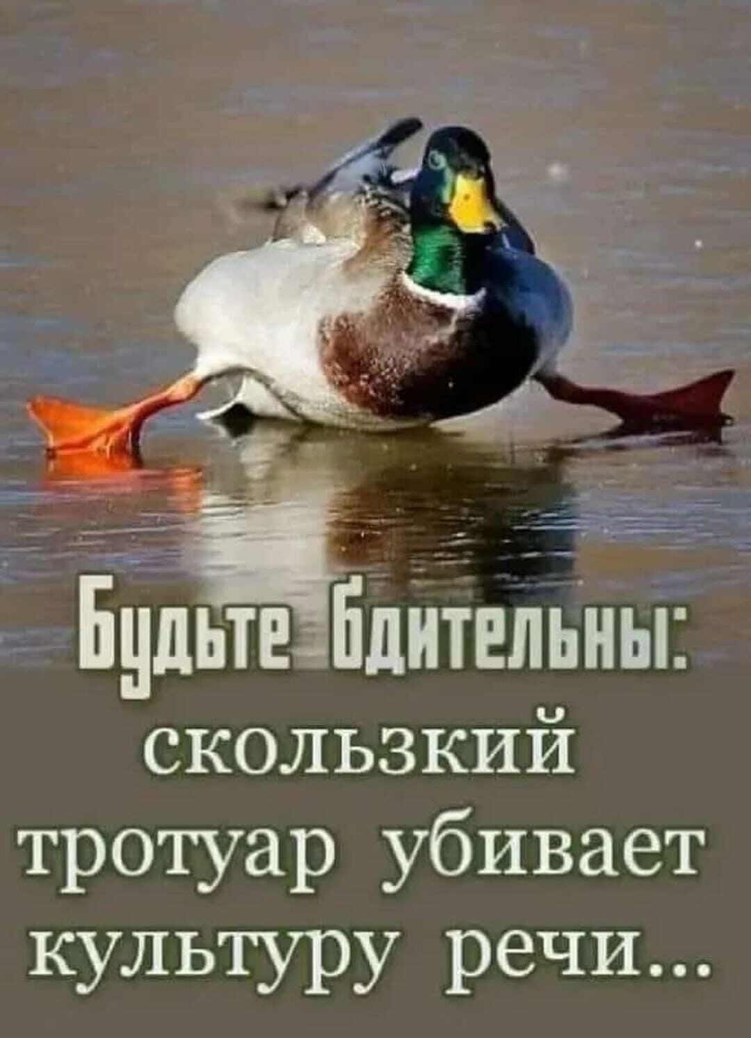 Бдиьтъйдитвльны скользкий тротуар убивает культуру речи