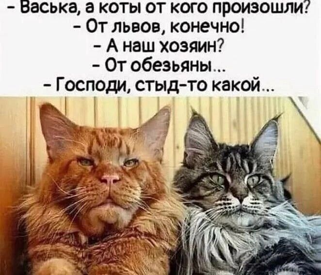 Васька а коты от кого произошли От ЛЬВОВ конечно А наш хозяин От обезьяны Господи стыдто какой