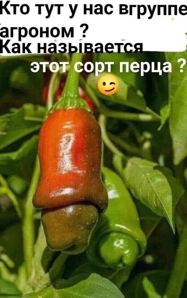 то тут у нас вгрупп этот сорт перца