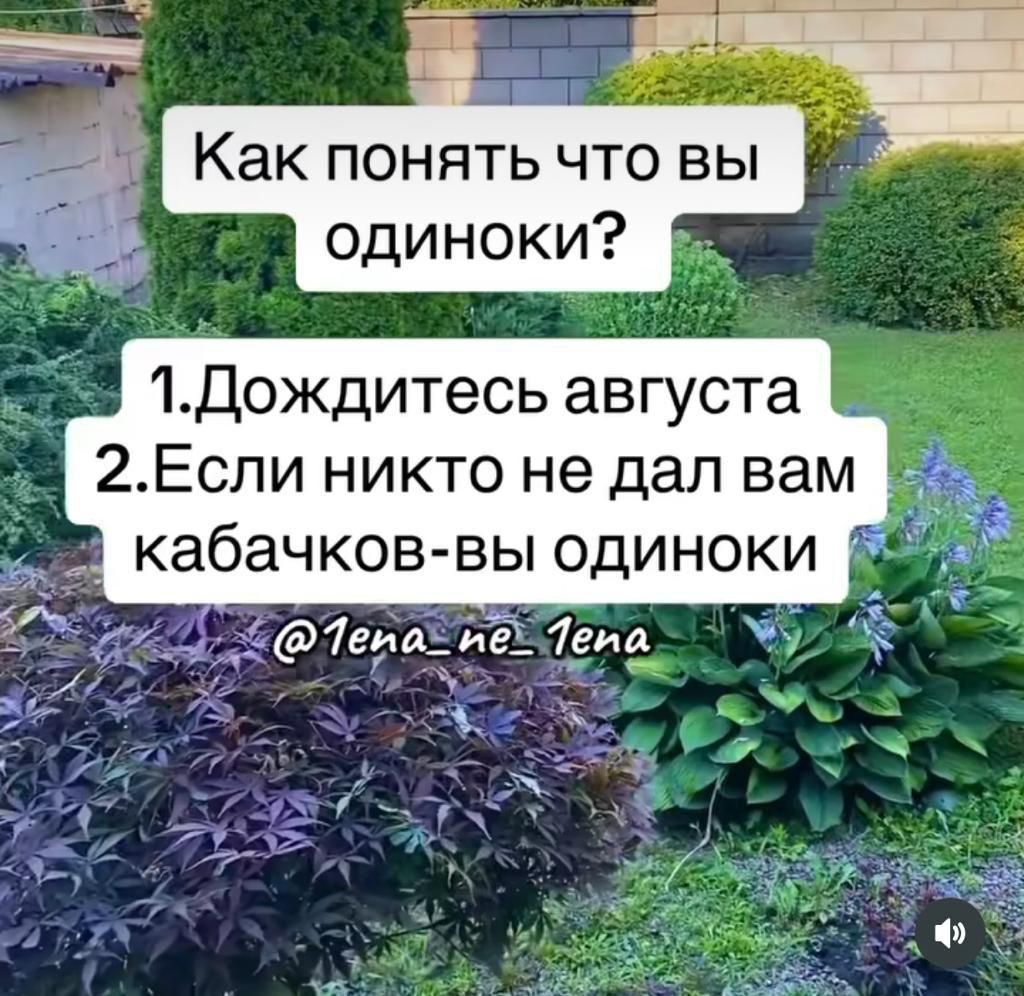 Как понять что вы одиноки 1Дождитесь августа 2Еспи никто не дал вам кабачков вы одиноки 1ераді1 7еиа