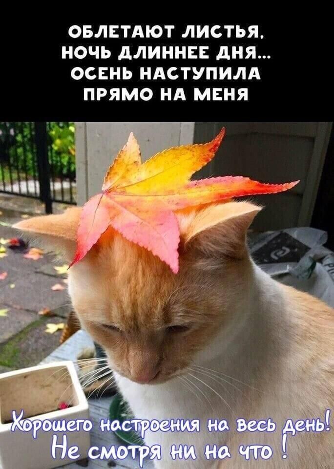ОБЛЕТАЮТ ЛИСТЬЯ НОЧЬ АЛИННЕЕ дня ОСЕНЬ НАСТУПИЛА ПРЯМО НА МЕНЯ