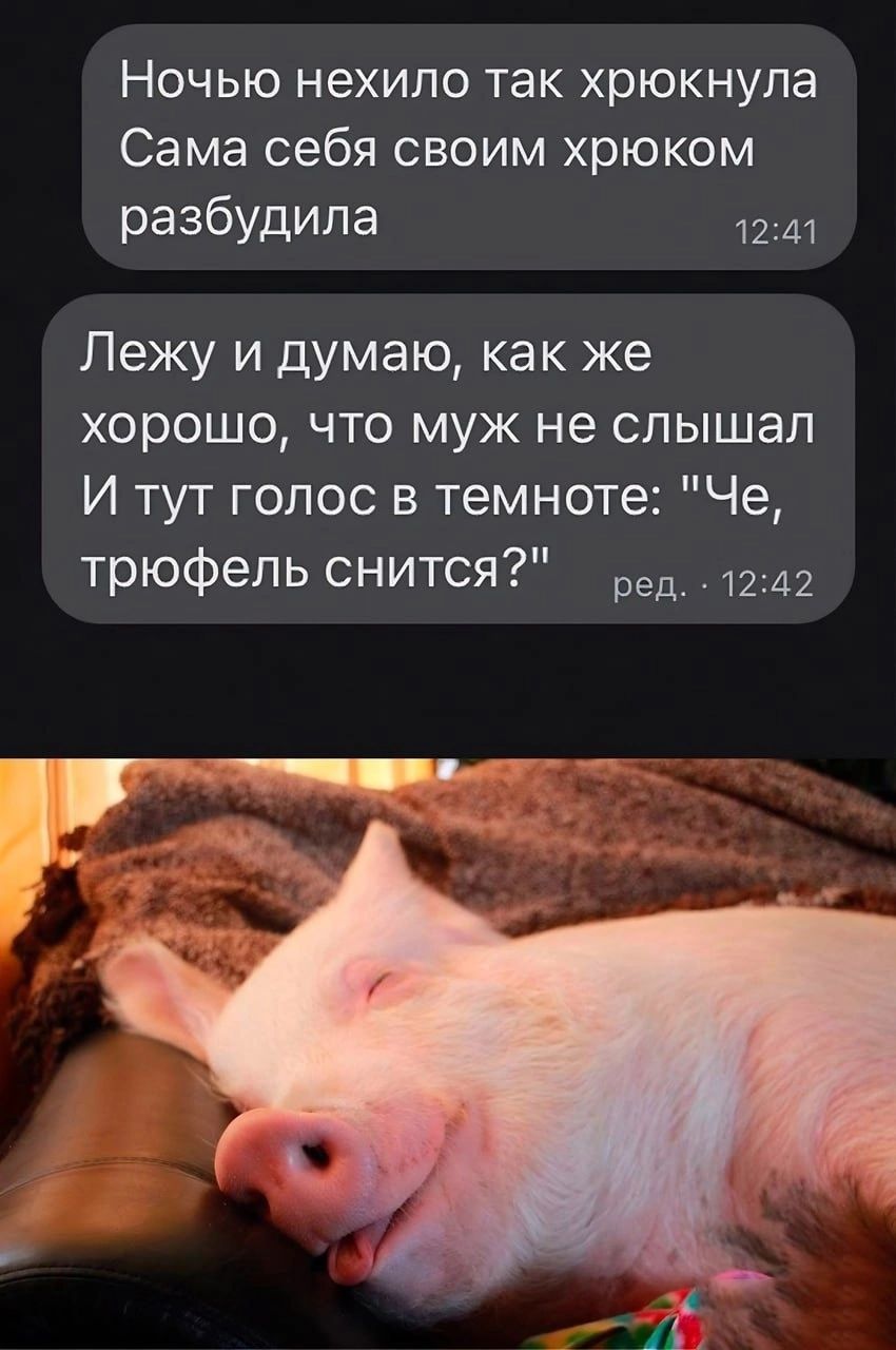 НОЧЬЮ нехило так хрюкнупа Сама себя своим хрюком разбудила 12д1 Лежу и думаю как же хорошо что муж не слышал И тут голос в темноте Че трюфель снится ред 1242