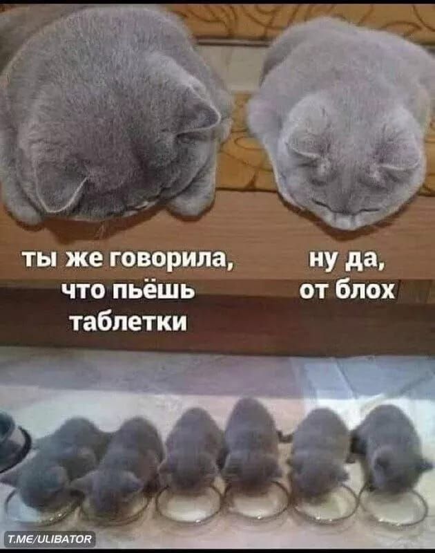 ты же говорила ну да что пьёшь от Блох таблетки