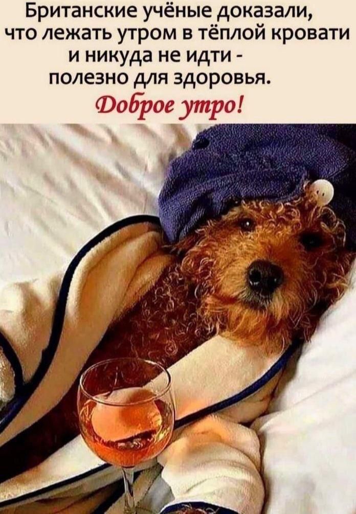 Британские учёные доказали что лежать утром в тёплой кровати и никуда не идти полезно для здоровья Оброе утра