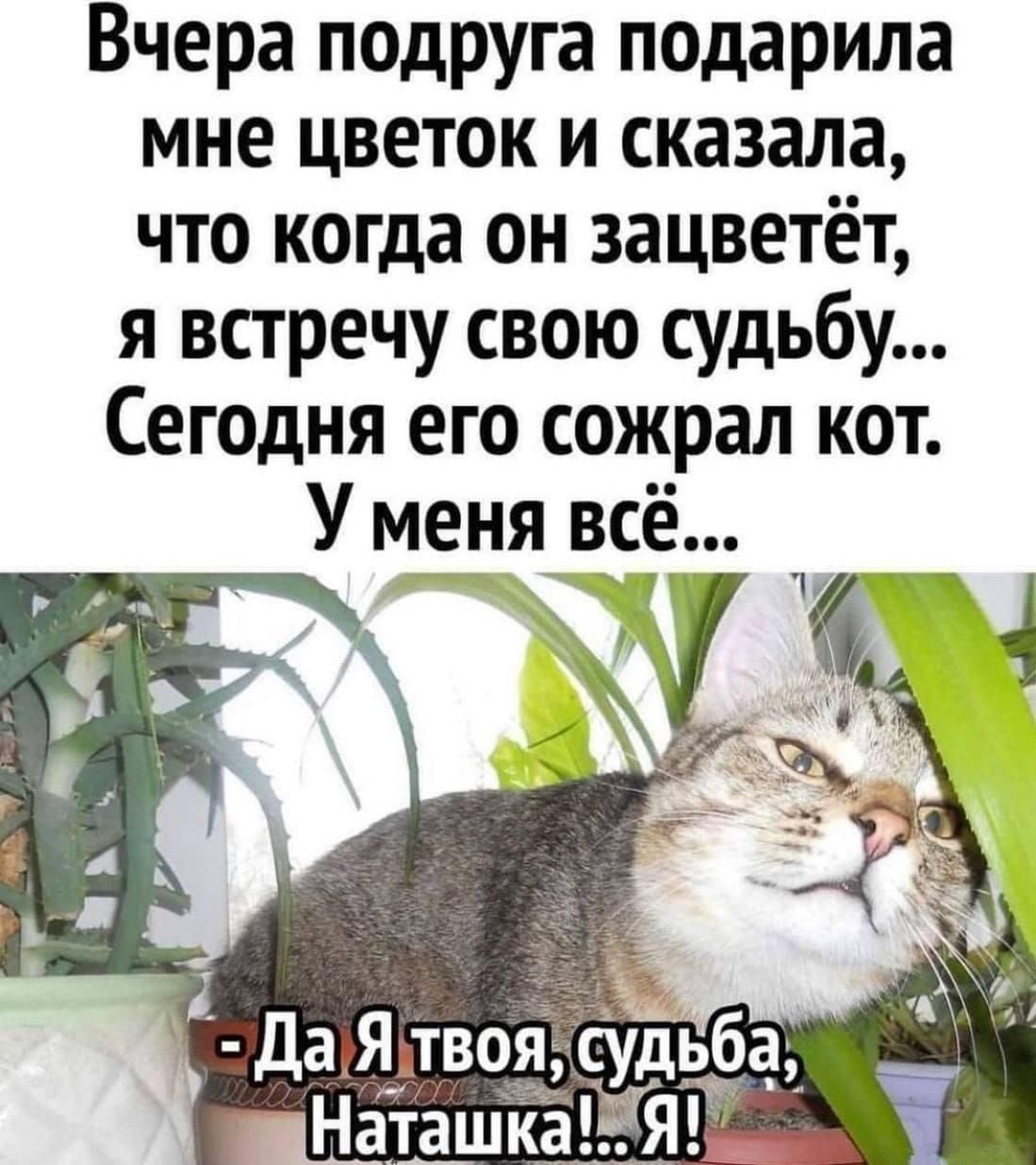 Вчера подруга подарила мне цветок и сказала что когда он зацветёт я встречу свою судьбу Сегодня его сожрал кот У меня всё