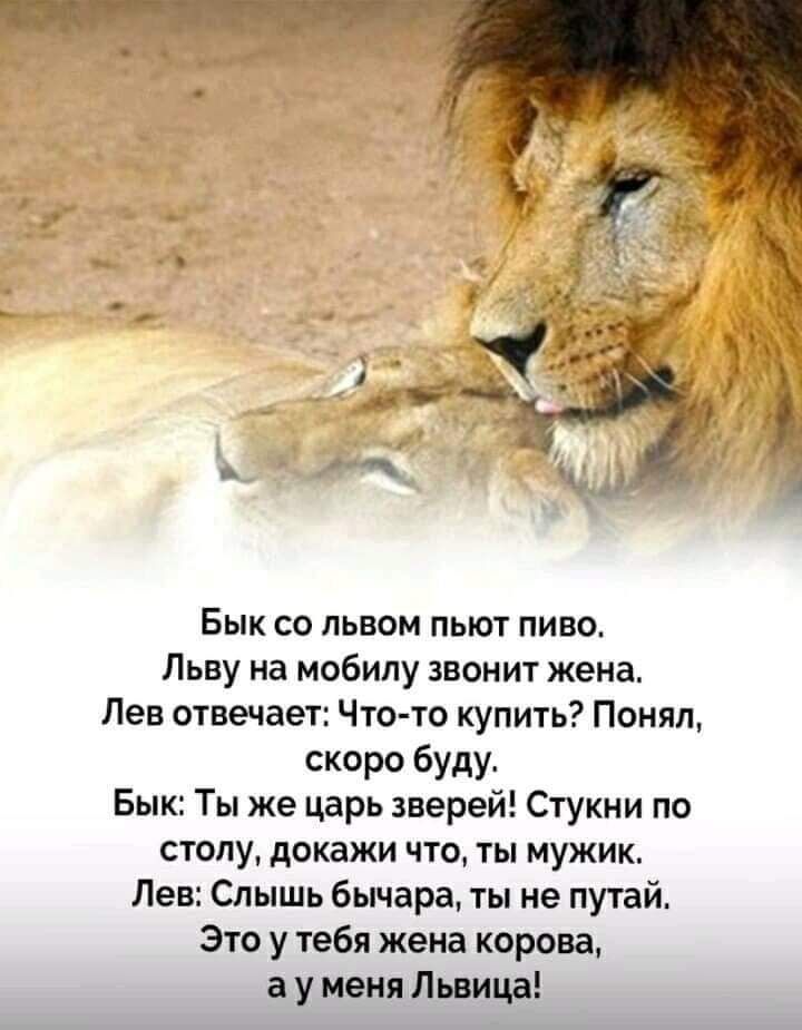 _3 з _ Бык со пьвом пьют пиво4 Льву на мобилу звонит жена Лев отвечает Что то купить Понящ скоро буду Бык Ты же царь зверей Стукни по столу докажи что ты мужик Лев Слышь бычара ты не путай Это у тебя жена корова а у меня Львица