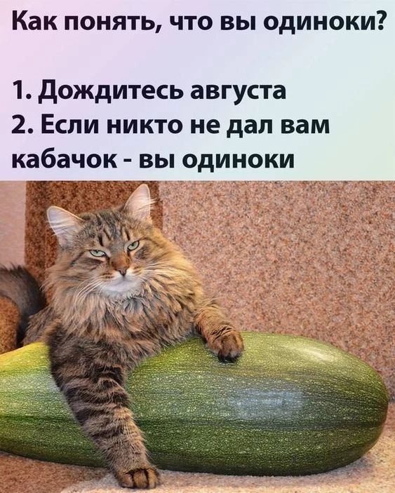 Как понять что вы одиноки 1 Дождитесь августа 2 Если никто не дал вам кабачок вы одиноки