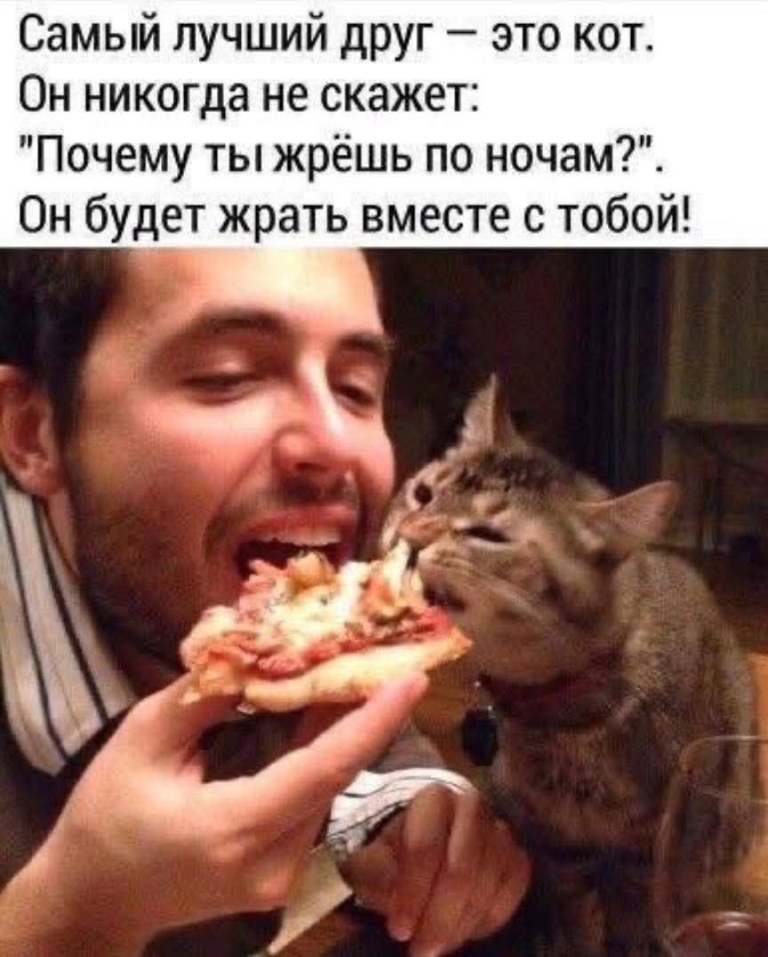 Самый лучший друг это кот Он никогда не скажет Почему ты жрёшь по ночам Он будет жрать вместе с тобой