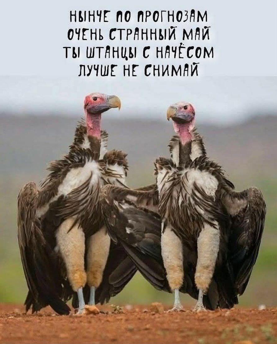 ныне по прогнозам очень странный май ты штанцы с на учетом лучше не снимай
