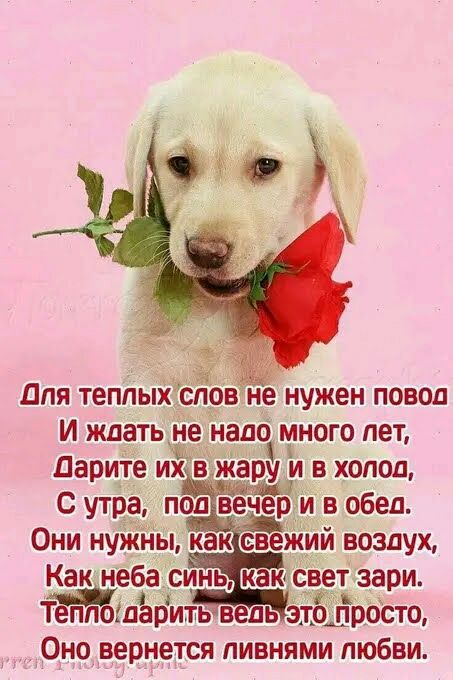 Для теплых слов не нужен повод
И ждать не надо много лет,
Дарите их в жару и в холод,
С утра, под вечер и в обед.
Они нужны, как свежий воздух,
Как неба синь, как свет зари.
Тепло дарить ведь это просто,
Оно вернётся линиями любви.