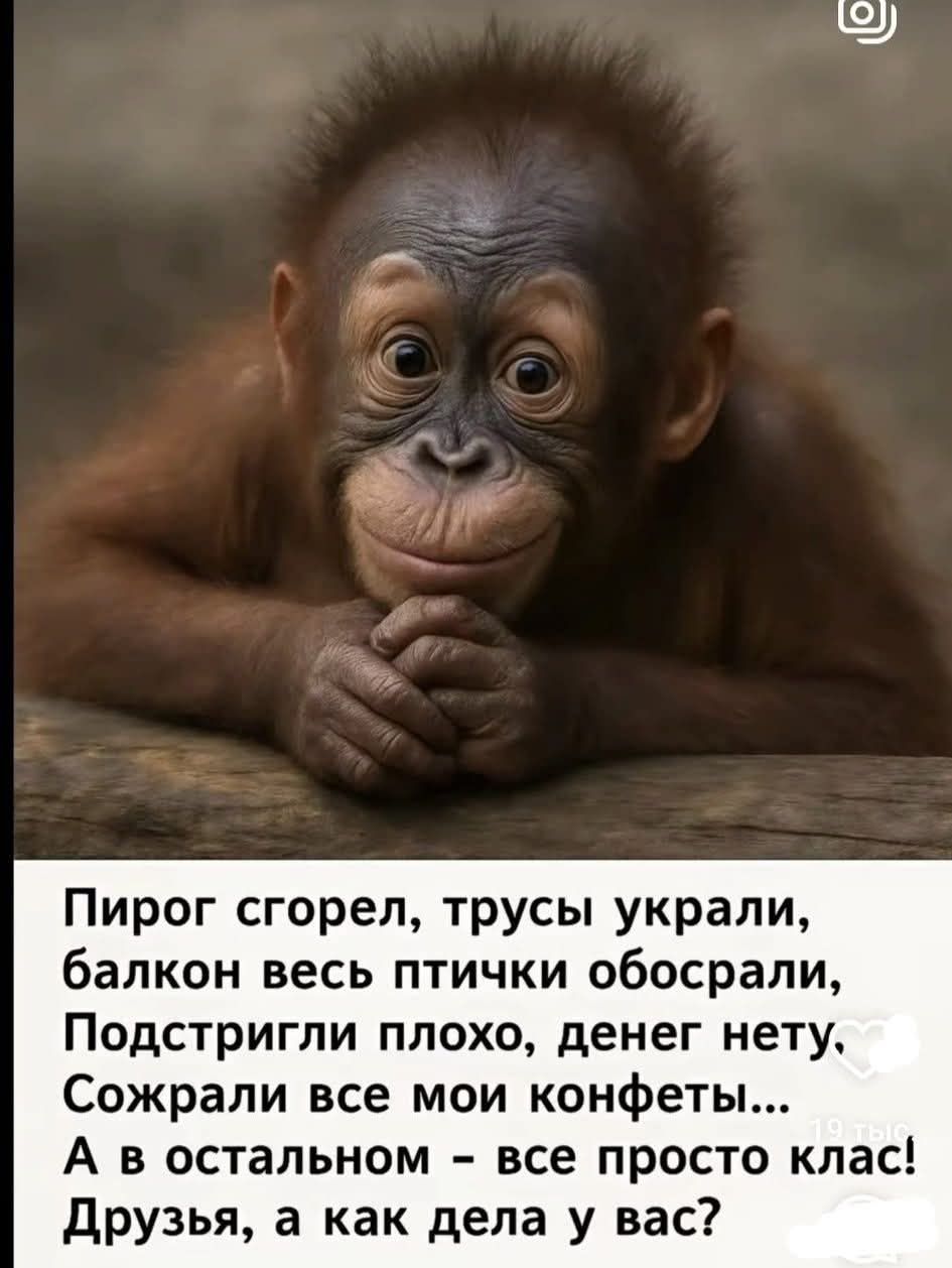 Пирог сгорел, трусы украли, балкон весь птички обосрали, Подстригли плохо, денег нету. Сожрали все мои конфеты... А в остальном – все просто класс! Друзья, а как дела у вас?