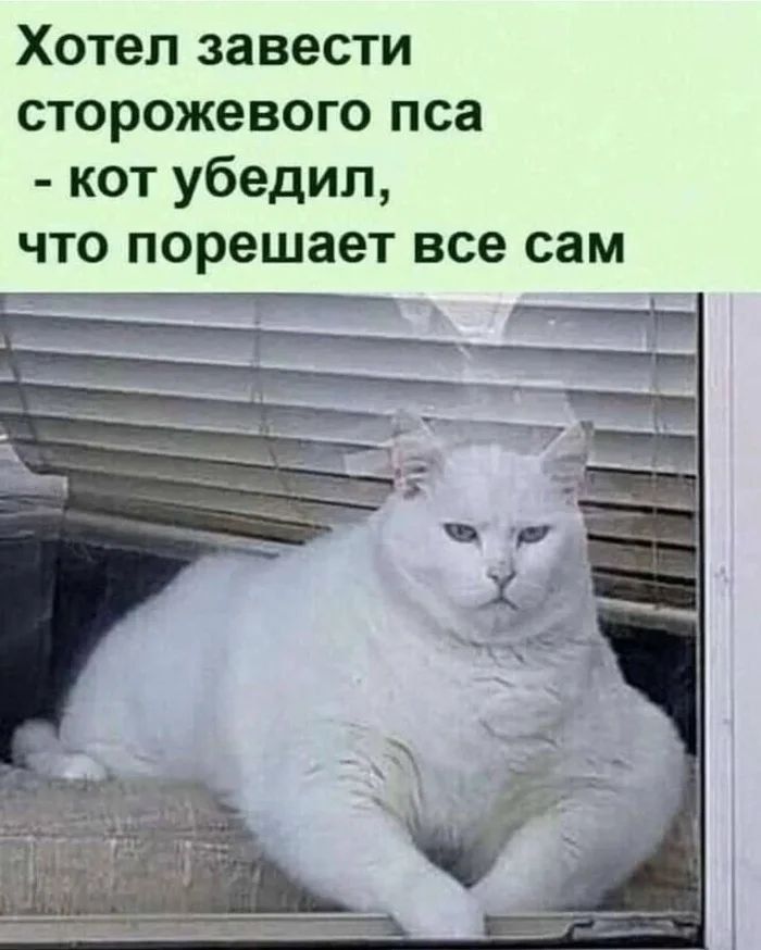 Хотел завести сторожевого пса - кот убедил, что порешает все сам
