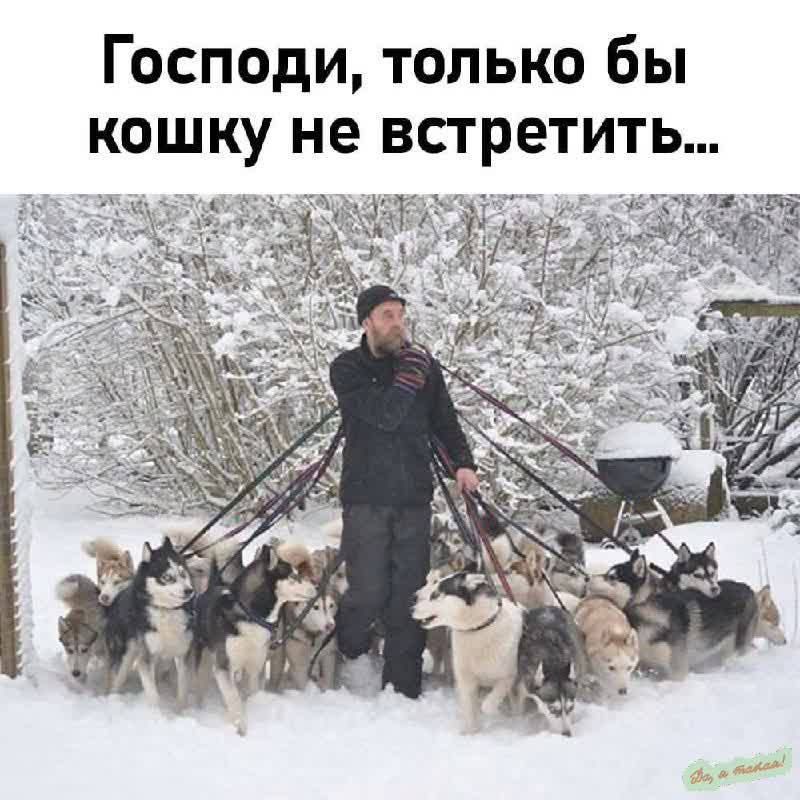 Господи, только бы кошку не встретить...