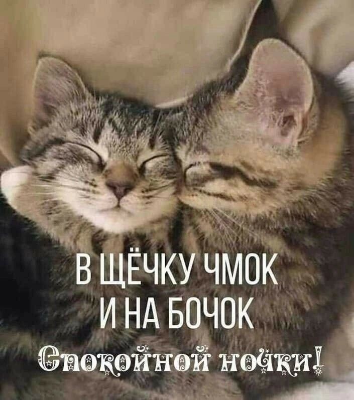 В ЩЁЧКУ ЧМОК И НА БОЧОК СПОКОЙНОЙ НОЧКИ!