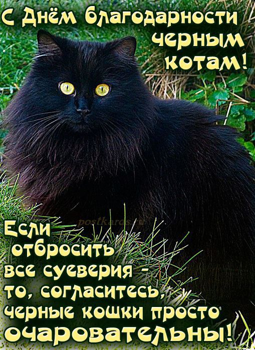 С Днём благодарности чёрным котам! Если отбрасывать все суеверия - то, согласитесь, чёрные кошки просто очаровательны!