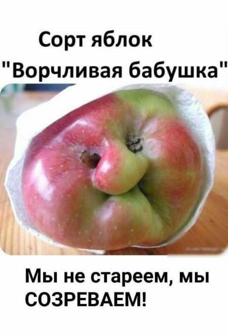 Сорт яблок 