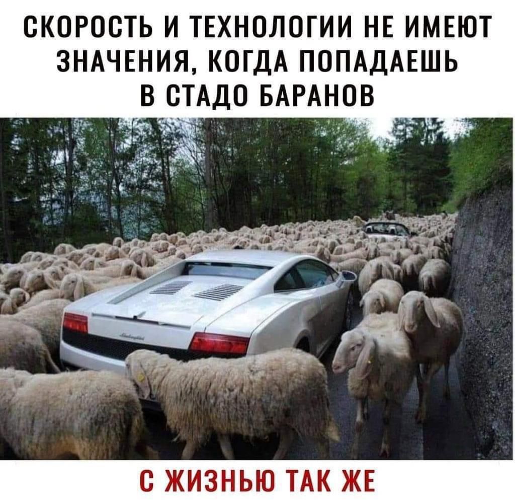 СКОРОСТЬ И ТЕХНОЛОГИИ НЕ ИМЕЮТ ЗНАЧЕНИЯ, КОГДА ПОПАДАЕШЬ В СТАДО БАРАНОВ
С ЖИЗНЬЮ ТАК ЖЕ