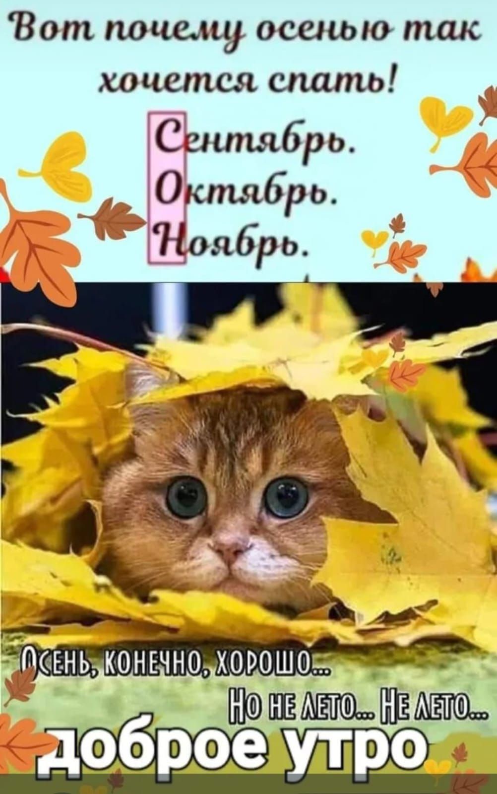 Вот почему осенью так хочется спать! Сентябрь. Октябрь. Ноябрь. Осень, конечно, хорошо... Но не лето... Не лето... доброе утро