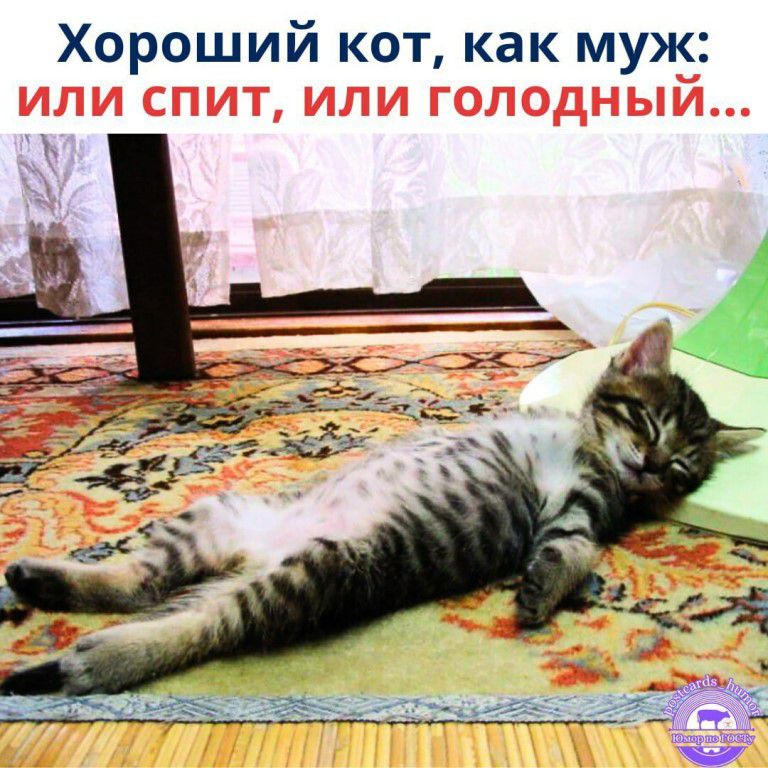 Хороший кот, как муж: или спит, или голодный...